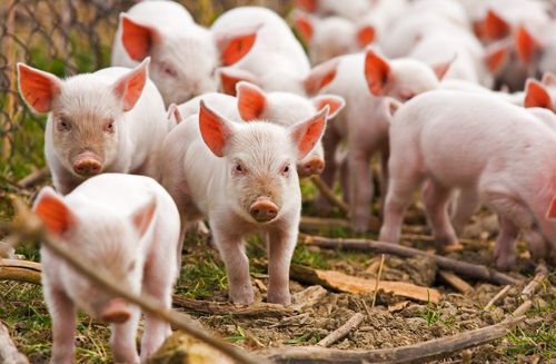 Pro Swine Nutritional Supplement