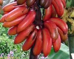 Red Banana