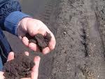 Lignite