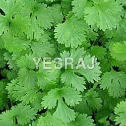 coriander