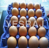 Kadaknath Egg