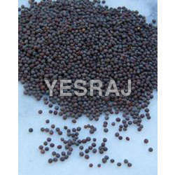 Mustard-seeds-black 