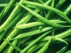 GUAR BEAN
