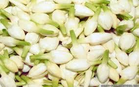 Jasmine