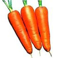 Carrot Seeds