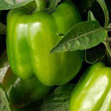 Capsicum Seeds By SAFAL SEEDS AND BIOTECH LTD.