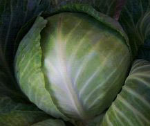 Cabbage Seeds By SAFAL SEEDS AND BIOTECH LTD.