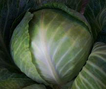 Cabbage Seeds