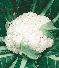 Cauliflower Seeds By SAFAL SEEDS AND BIOTECH LTD.
