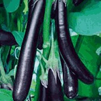 Organic Eggplant Seeds By SAFAL SEEDS AND BIOTECH LTD.