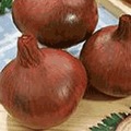 Red Creole Onion Seeds