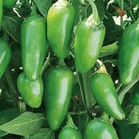 Green Pepper Seeds