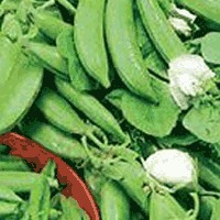 Snow Pea Seeds By SAFAL SEEDS AND BIOTECH LTD.