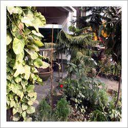 Green Plant