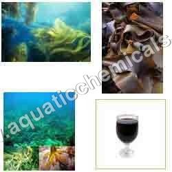 Seaweed Extract Powder