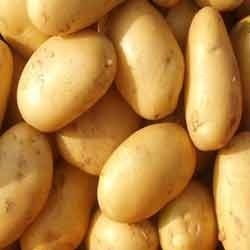 Sugar Free Big Potato