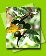 Dry Flowers, Leaves, Root, Bark of Various Herbs Dry Flowers, Leaves, Root, Bark of Various Herbs