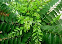 curry-leaves