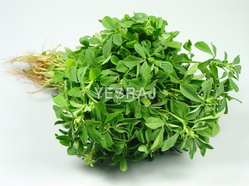 Fennu Greek Small Leaf (Methi Leaf)