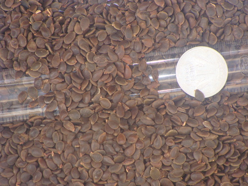 Acrocarpus Fraxinfifolius