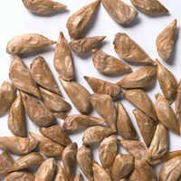 Cedrus Deodara Seeds