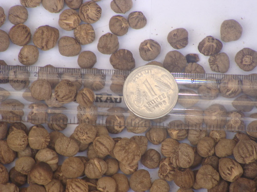 Tectona Grandis seeds Tectona Grandis seeds