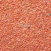 Red (Masoor Dal )