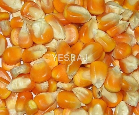 yellow maize By YESRAJ AGRO EXPORTS PVT. LTD.