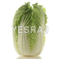 Celery-cabbage