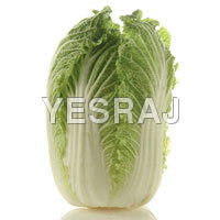 Celery-cabbage