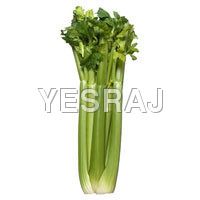 Celery Leaves Shelf Life: 1-2 Week