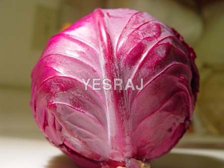 Round Red Cabbage 