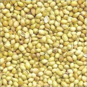 Coriander