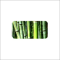 Decorative Bamboo Plants