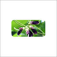 Medicinal & Aromatic Plants