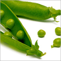 Vegetables Seeds