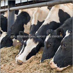 Cattle Feed