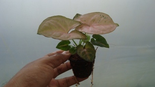 Syngonium Neon Plants