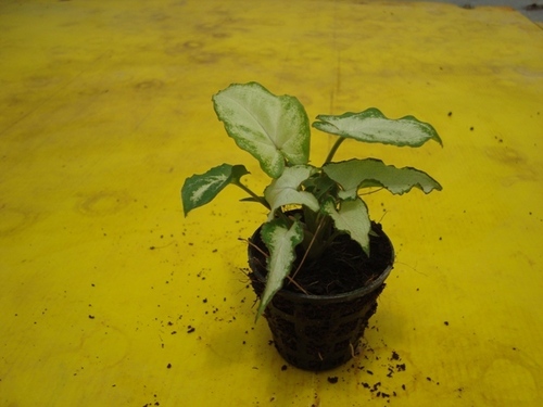 Syngonium Yami White