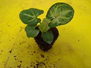 Ornamental Plants