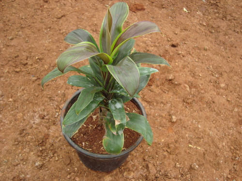 Dracena Plant