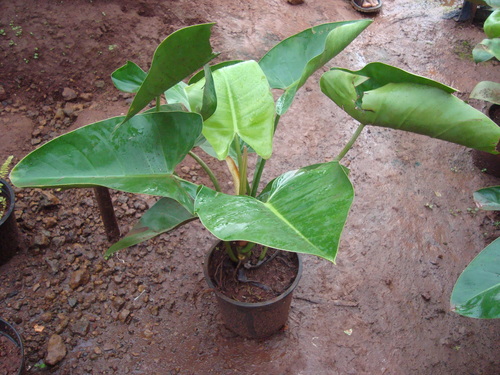 Philo Green Emrald Plants