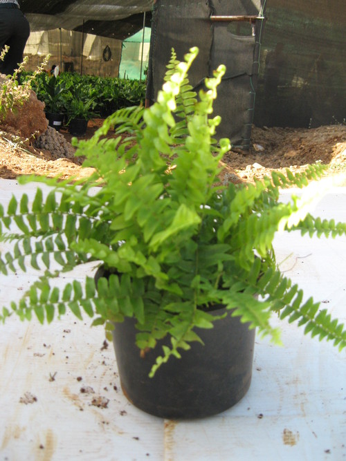 Yellow Big Leaves Fern