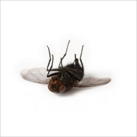 Fly Control Services