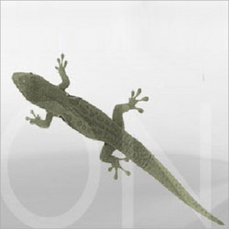 Lizard Control Treatment