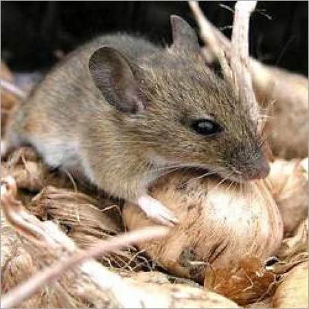 Rodents Control Services