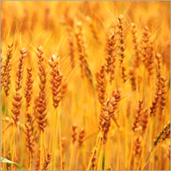 Cereals Testing