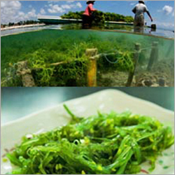 Food Grade Sea Weed Testing