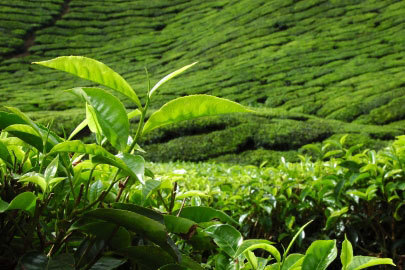 Green Tea Leaf