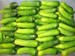 Fresh Gherkins